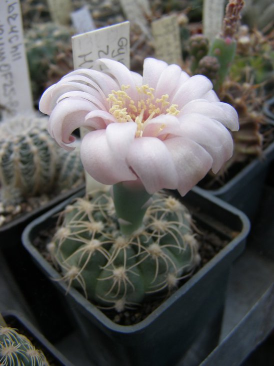 rosae HV603 (760 x 1013).jpg
