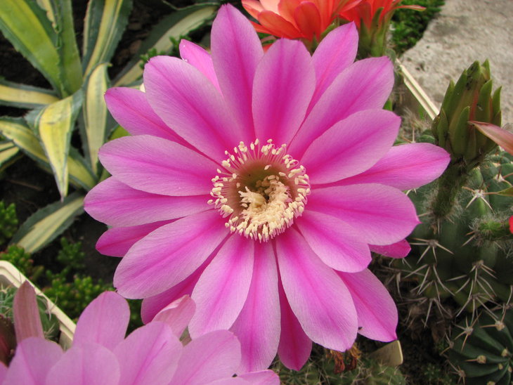 E. calianthho-lilacina