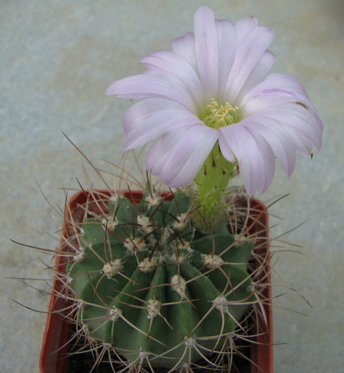 ACANTHOCALYCIUM violaceum - P 110