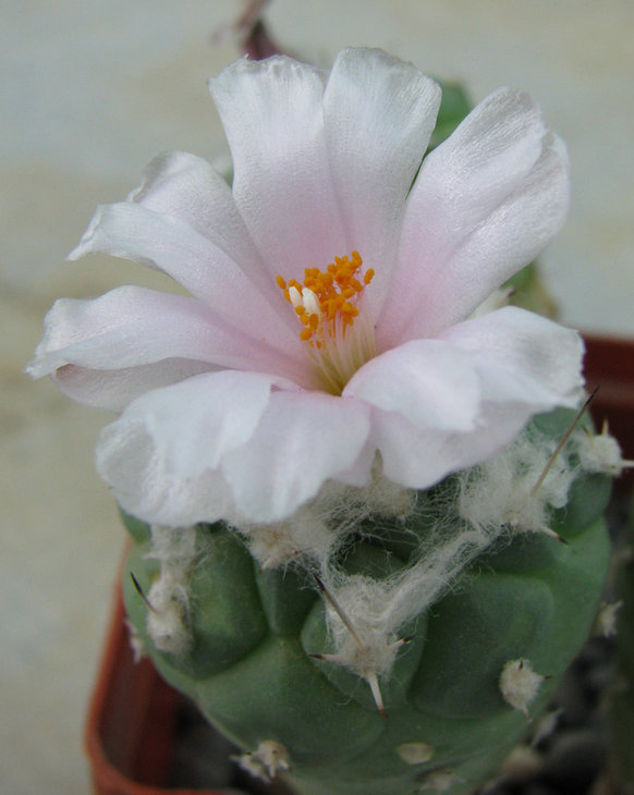 Turbinicarpus lophophoroides BZ25