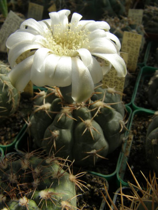 capilaentse ssp. mucidum GN383-1281