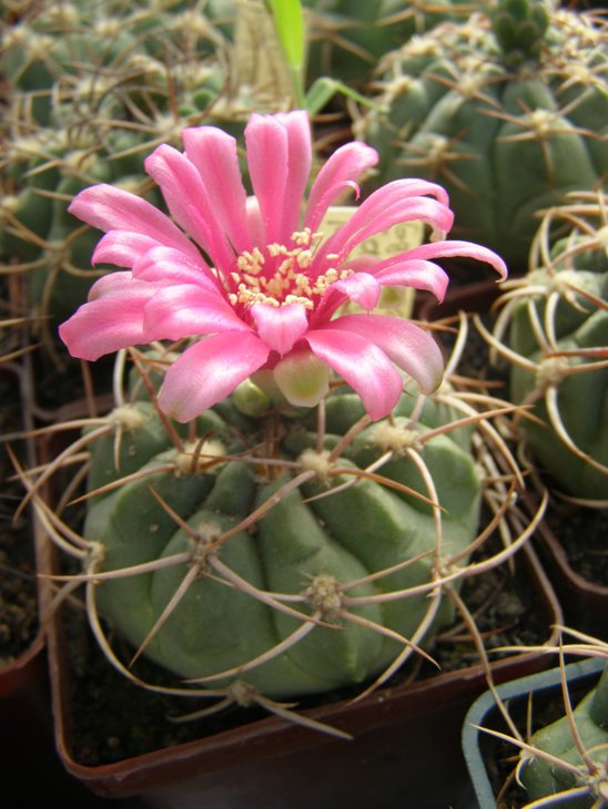carminanthum P133