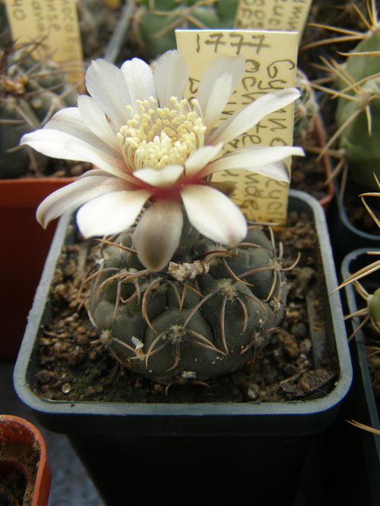 ochoterenai v. cinereum LB389