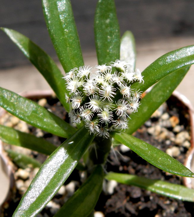 Mammillaria bertholdii aff. GC 1006 N of San Jose de Lachuguiri, Oax.