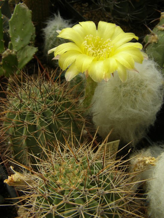 Lobivia aurea var. falax
