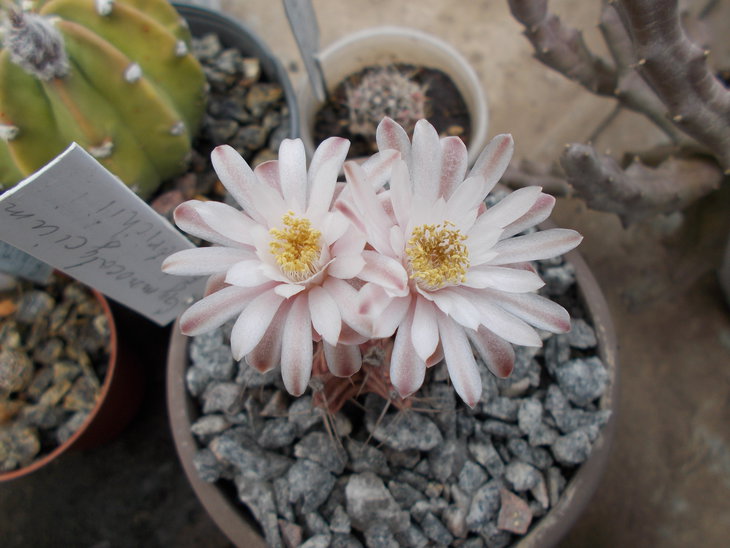 Gymnocalycium friedrichii.JPG