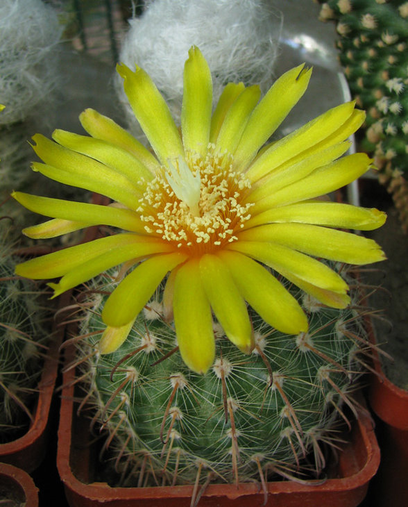 Parodia microsperma