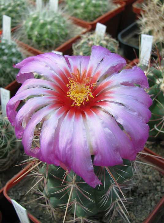 Thelocactus wagnerianus