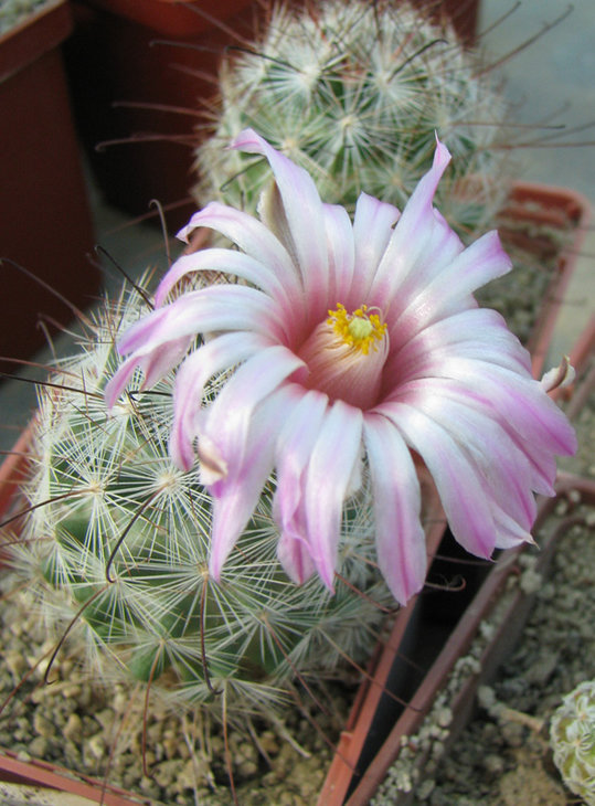 Mammillaria tetrancistra