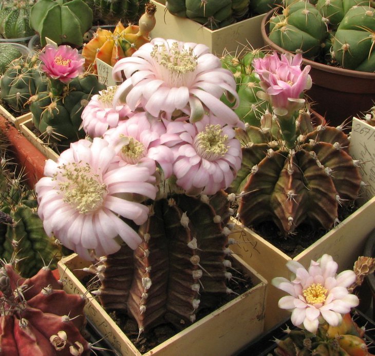 g. friedrichii