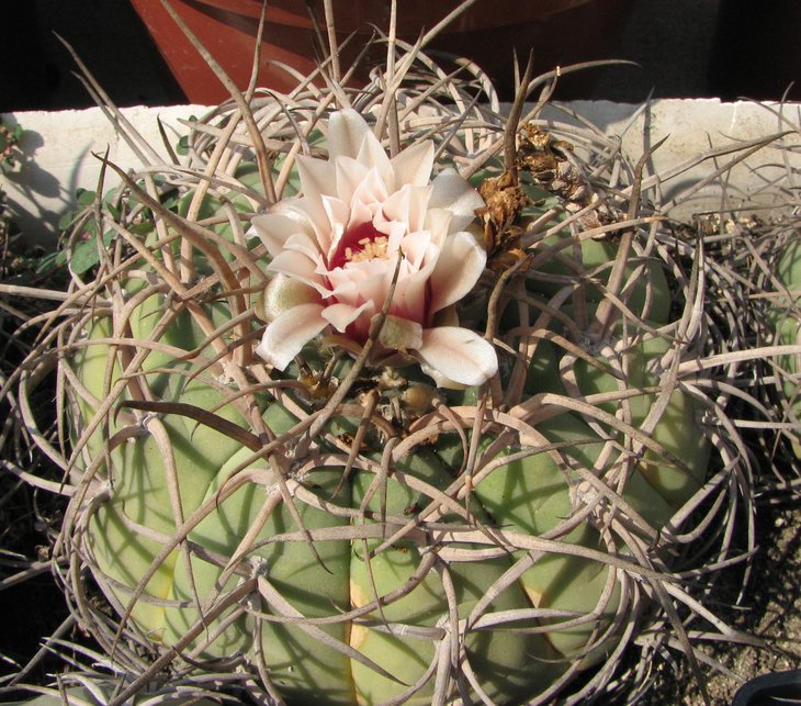 g. cardenasianum