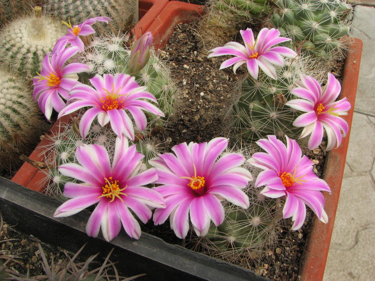 m. boolii