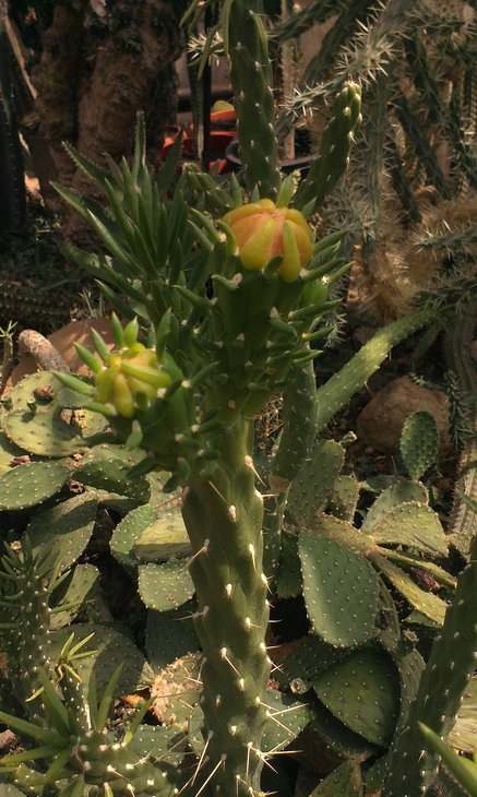 IMAG3515_BURST001.jpg