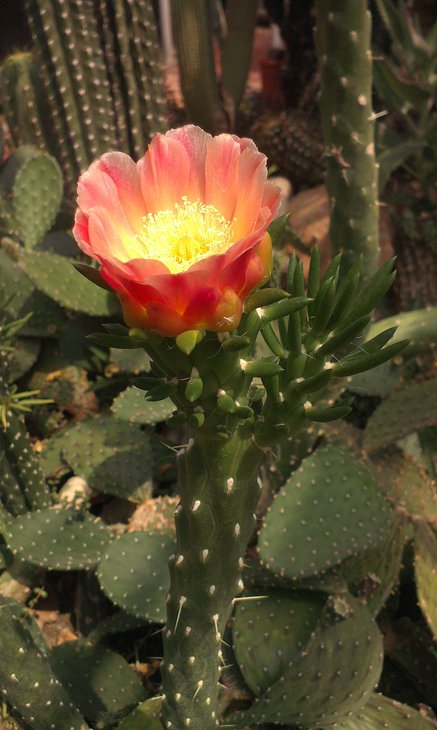 IMAG3514_BURST004.jpg