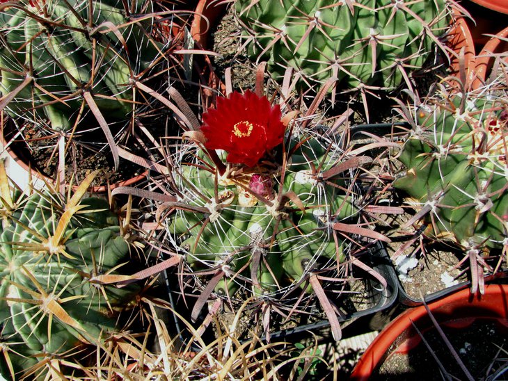 f. recurvus