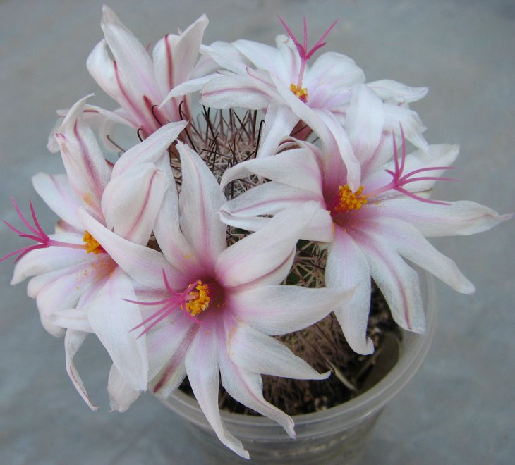 m. fraileana