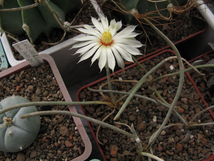 Digitostigma caput-medusae  Velazco &amp; Nevarez 2002.