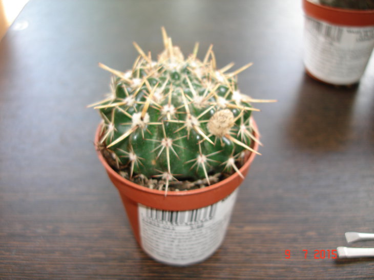 Notocactus submammilosus?