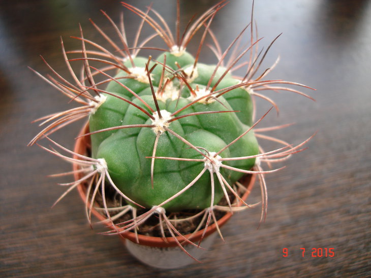 Gymnocalycium saglionis?