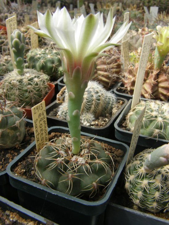 erolesii Santa Fe