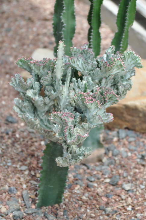 DSC_0059.jpg