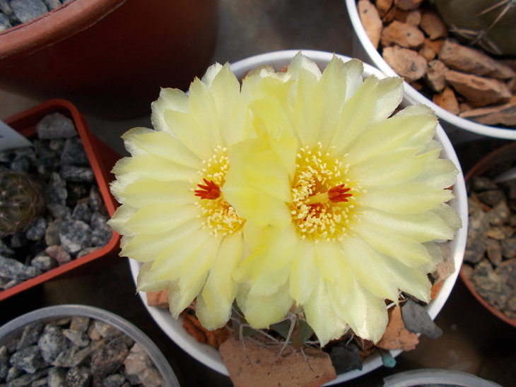 Wigginsia sp.JPG