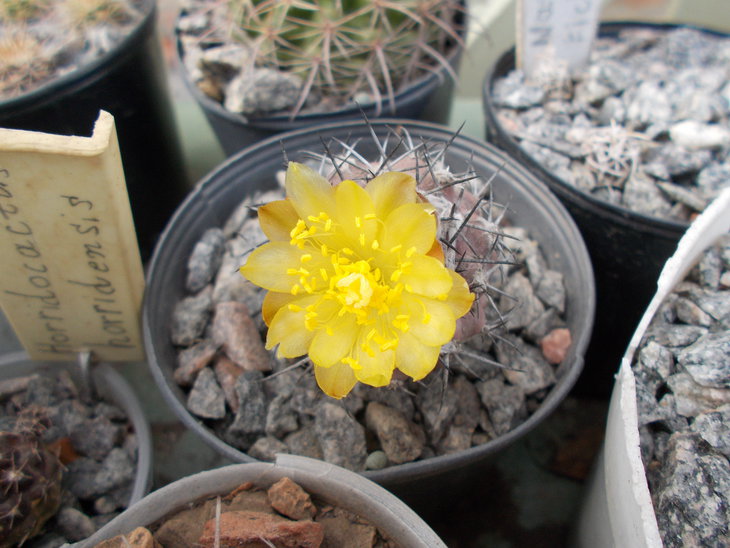 Copiapoa hypogea.JPG