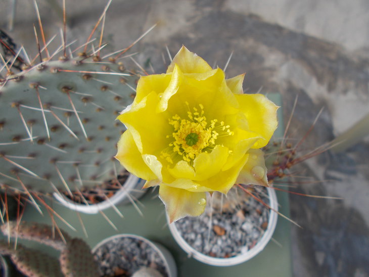 Opuntia sp.JPG