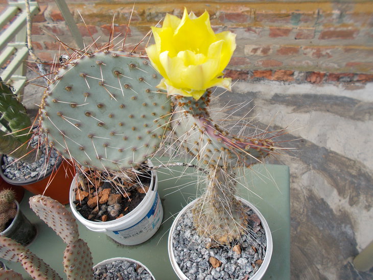 Opuntia sp 1.JPG