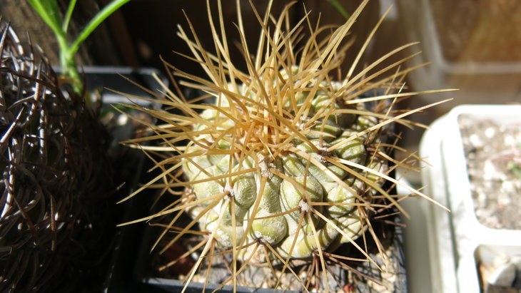 Copiapoa haseltoniana