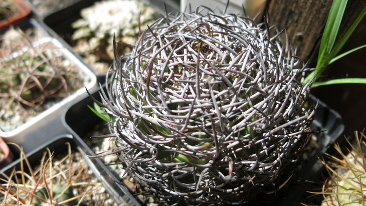 Rodentiophila atacamensis