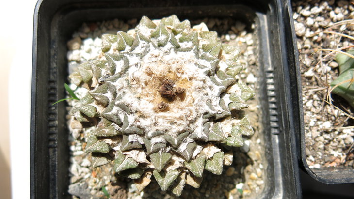A. kotchoubeyanus v. elephantidens