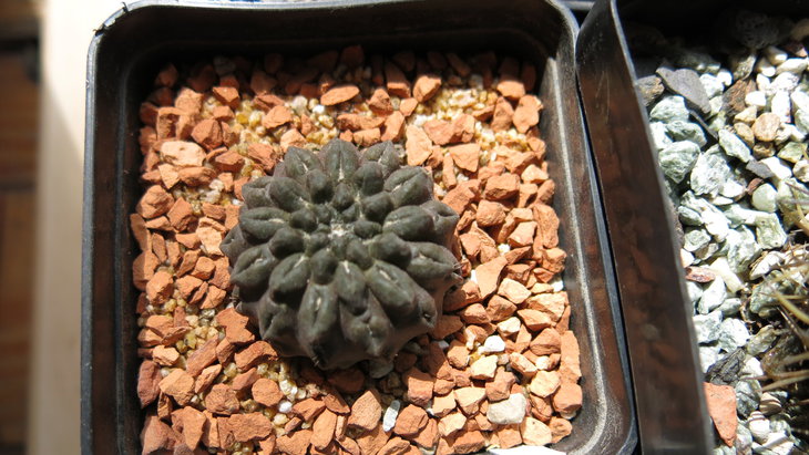 Eriosyce occulta