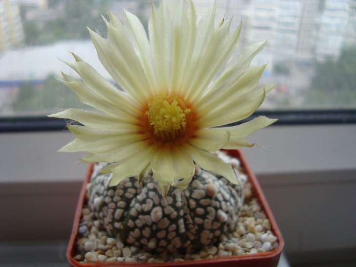 Astro. asterias SK