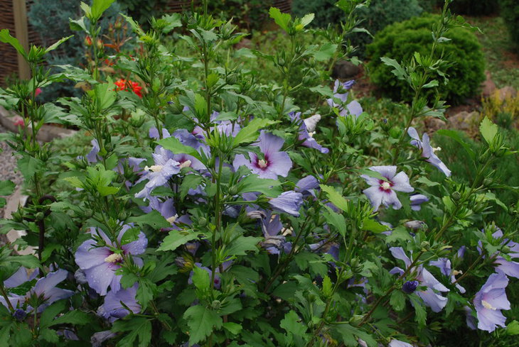DSC_3153  Hibiscus syriacus v. Oisean Blue.jpg
