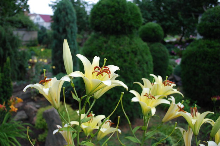 DSC_3165а.jpg