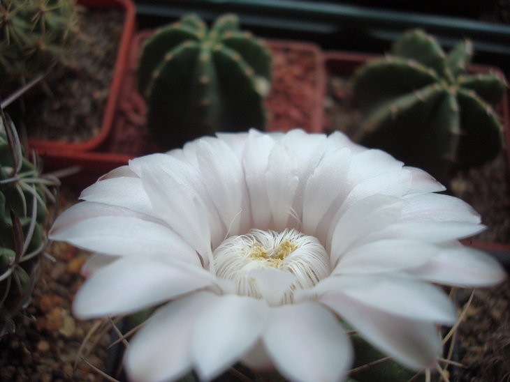 Gymnocalycium eurypleurum