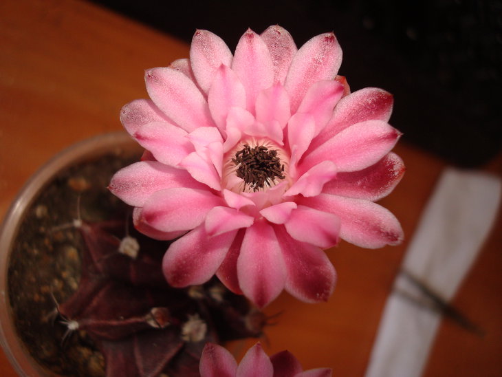 DSC05510.JPG