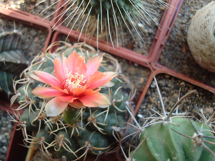Gymnocalycium baldianum