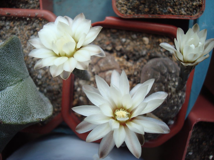 Gymnocalycium ragonesei трехголовый