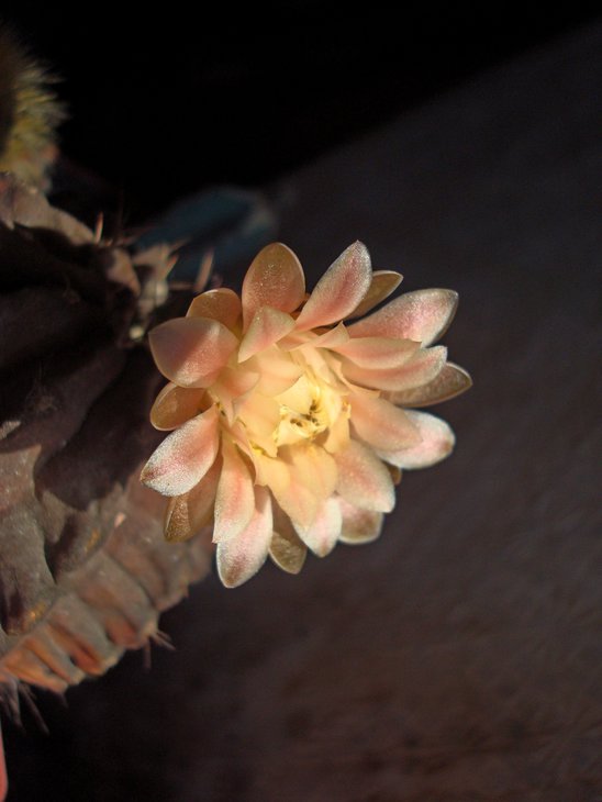 Gymnocalycium friedrichii