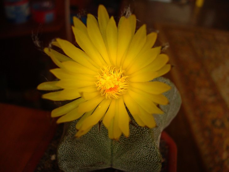 Astrophytum myriostigma