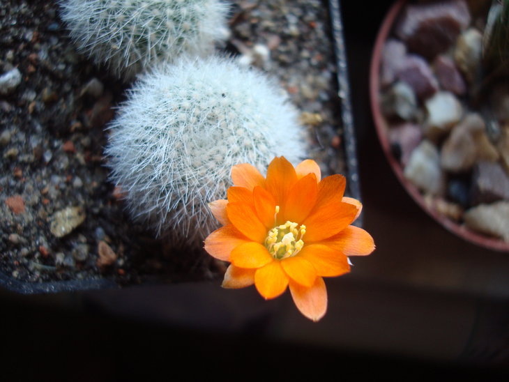 Aylostera muscula