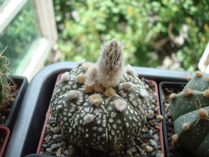 Astrophytum super kabuto