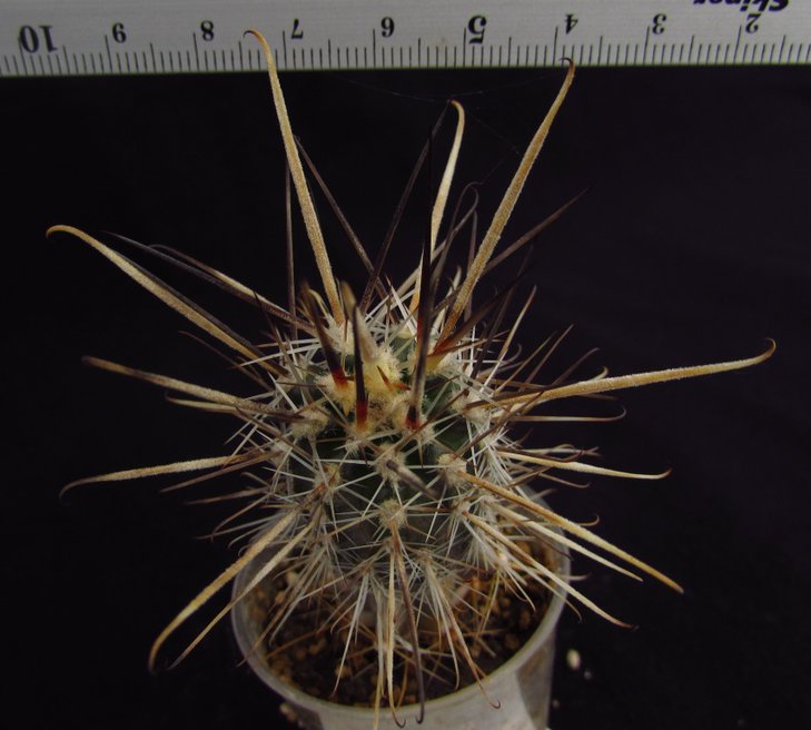 Austrocactus bertinii JN 935 Enstancija El Sauce, Chubut,Arg