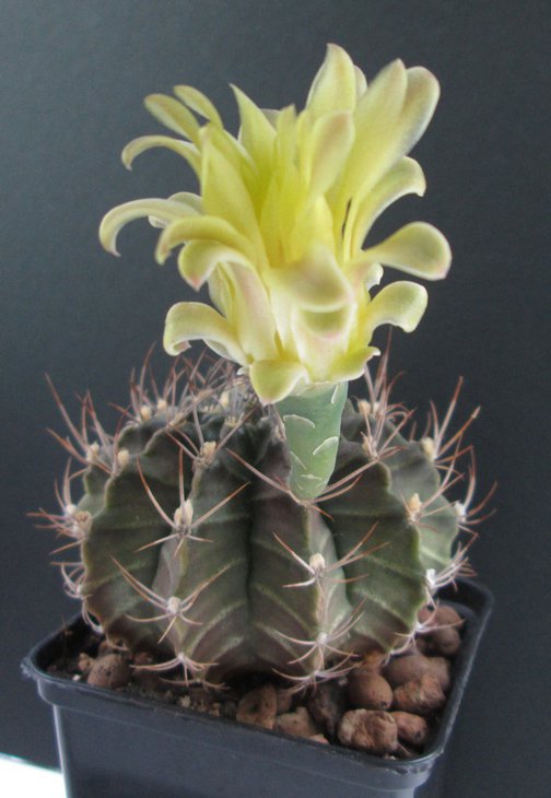 gymnocalycium mihanovichii v. filadelfiense LB 068.jpg