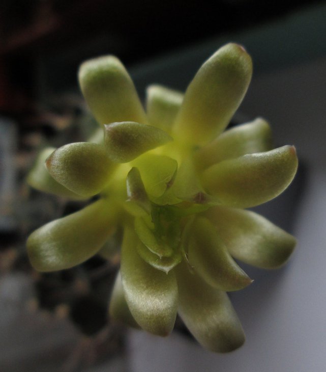 Gymnocalycium mihanovichii v. filadelfiense LB 068-1.jpg
