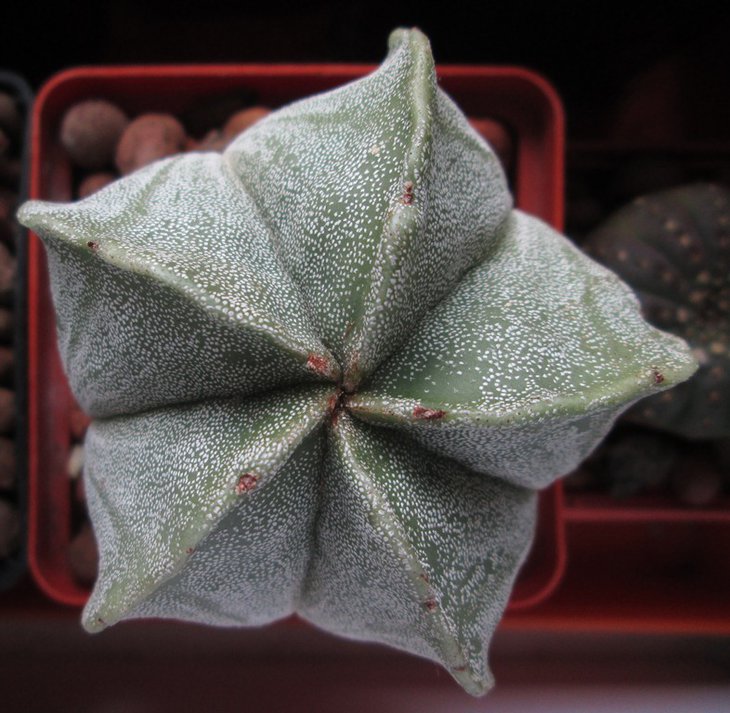 Astrophytum myriostigma  san Antonio Zebra-1.jpg