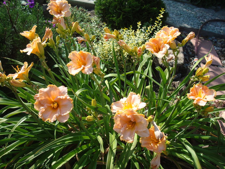 DSC05890.JPG