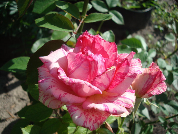 DSC05931.JPG